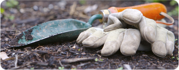 org:/gardening tips/Pruning, planting, maintenance/Planting/Banners 576px/Planting home.jpg